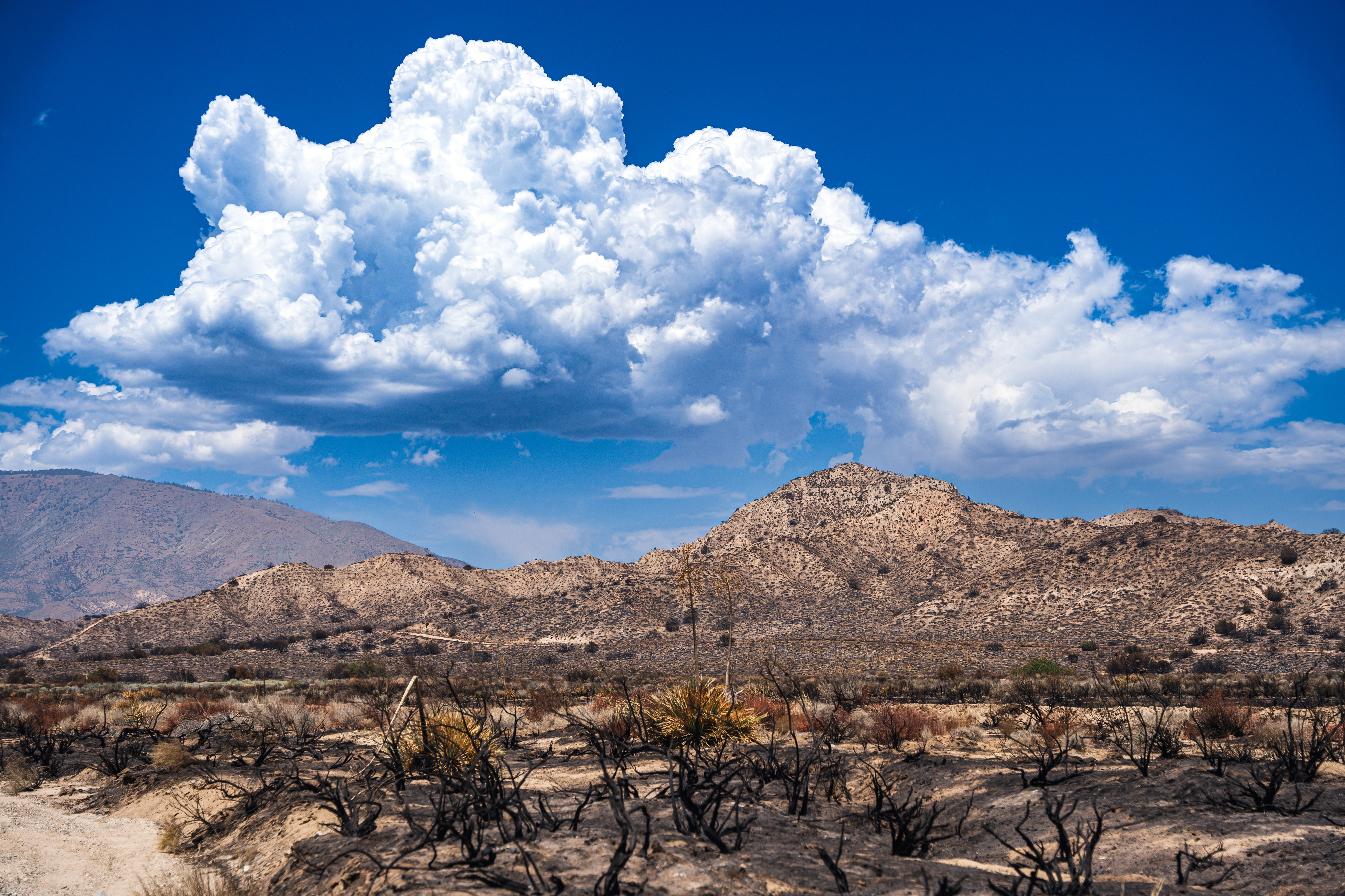 burn on the south side of the park
